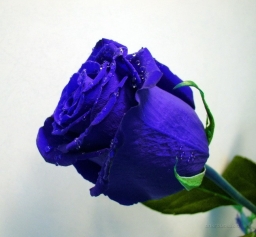 alex_85