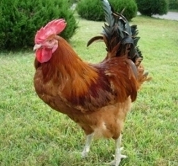 chicken