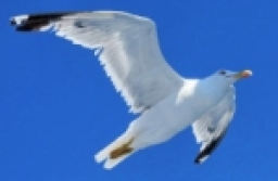 georgekal