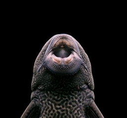pleco01
