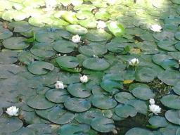 sayeri