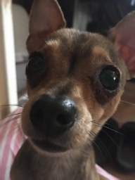 chello